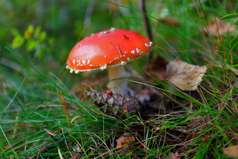 summer, close-up, food, land, grebes, forest, poisonous mushrooms, amanita, beauty, season, surface level, fungus, toadstool, fly agaric mushroom, plant