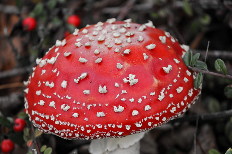 food and drink, fly agaric mushroom, red, no people, forest mushroom, poison, single object, close up, freshness, spotted, mushroom, mushroom hat, day