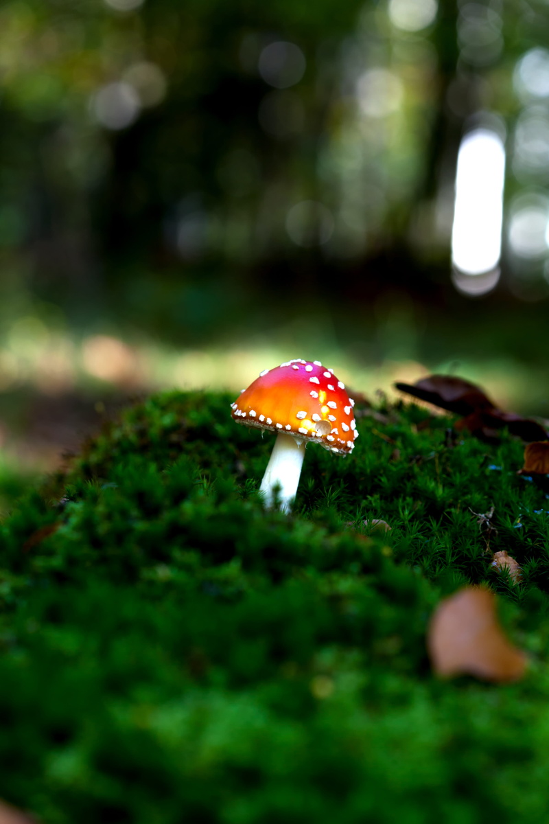 5K, autumn forest, food and drink, amanita muscaria, seasons, mood, plant, growth, nature, land, mushroom, colorful, no people, edible mushroom, autumn colours