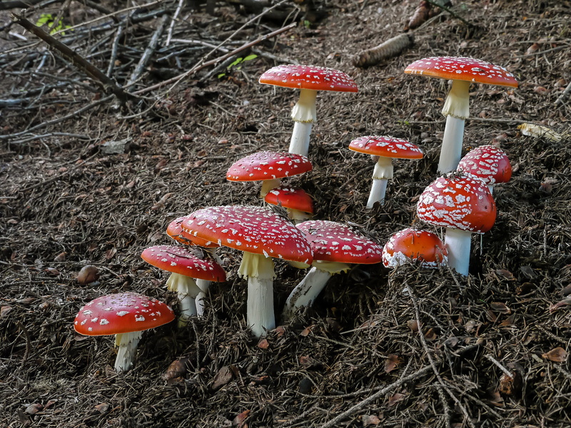 outdoors, forest mushrooms, poison, red, toxic, high angle view, food and drink, muscaria, vegetable, 2K, danger, amanita muscaria, spotted, toadstool