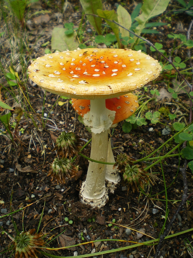 edible mushroom, land, amanita muscaria, toadstool, close-up, macro, mushroom, nature, food, beauty in nature, vegetable, freshness, 2K, fungus, food and drink