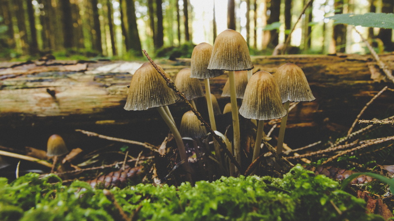 trunk, toxic, forest floor, forest, 5K, nature, mushrooms, poison, tree, forest mushroom, selective focus, food, outdoors, beauty in nature, no people