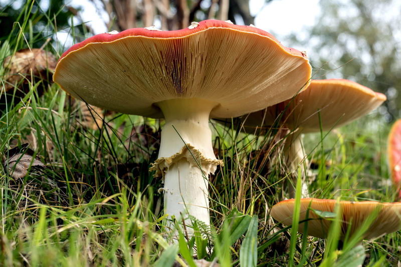 garden, amanita, growth, day, forest mushroom, photo, freshness, mushroom, no people, fragility, screen, point, plant, field, toadstool, flake, vulnerability