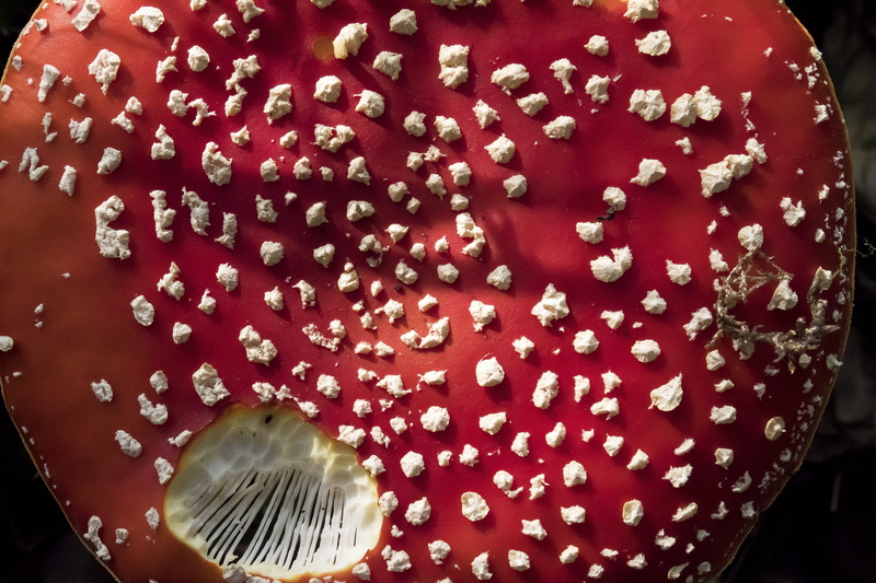 toxic, food, autumn, fly agaric, mushroom, indulgence, freshness, hat, temptation, flake, food and drink, red, high angle view, nature, pattern, amanita muscaria