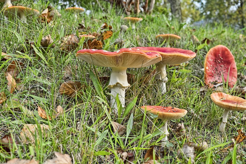 toxic, food and drink, amanita muscaria, 4K, land, forest, close, nature, garden, growth, close-up, forest mushroom, collect, autumn, flake, plant, no people