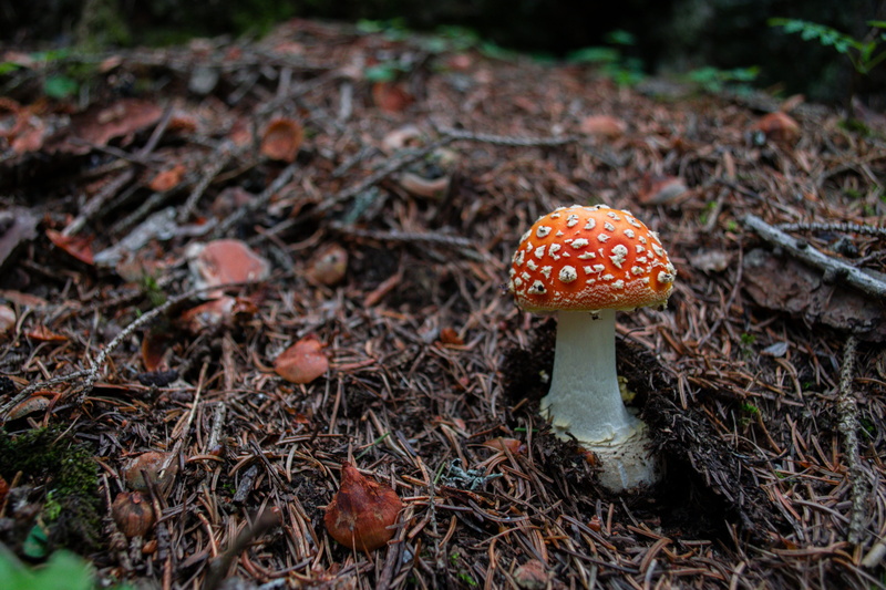 toxic, amanita muscaria, toadstool, day, field, close-up, plant, red fly agaric mushroom, forest, autumn, beauty in nature, mushroom, fly agaric, outdoors