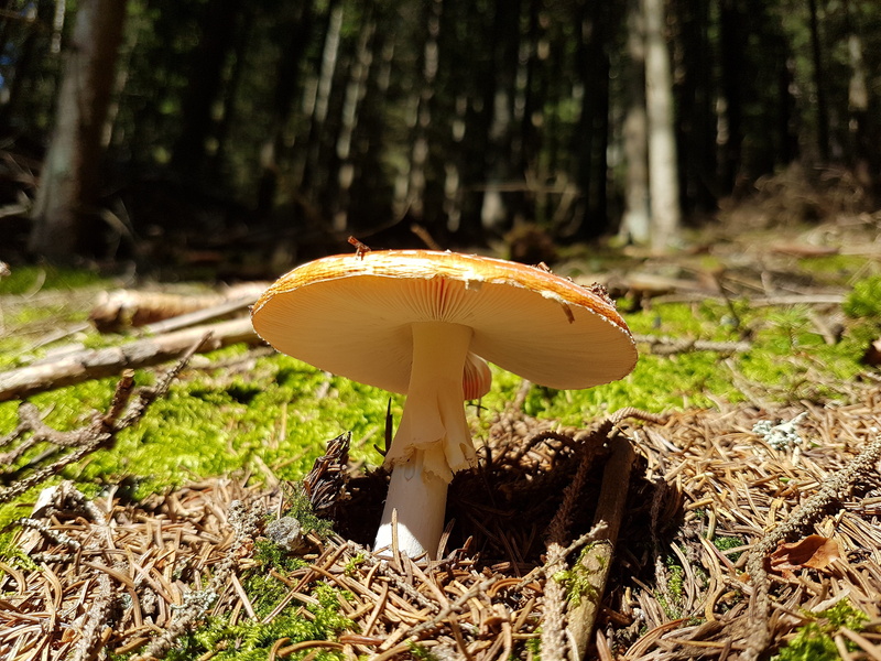 mushroom, red fly agaric mushroom, plant, toxic, tree, sunlight, growth, cap, fly agaric, real people, obscured face, woodland, forest, day, full length