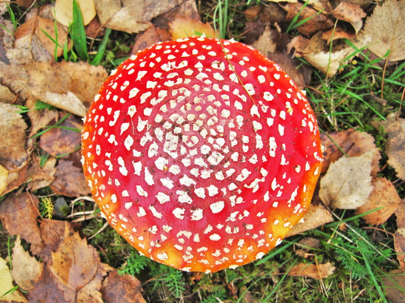 mushroom hat, botany, forest fruit, mushroom, in the forest, nature, plant part, edible mushroom, become larger, high angle view, beauty in nature, close-up
