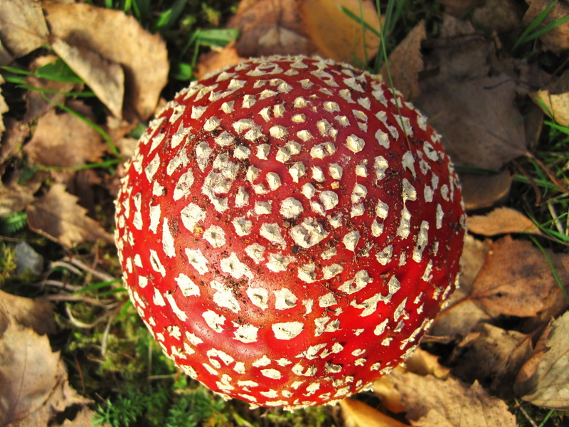 time of year, mushroom, fungal species, flora, toadstool, high angle view, symbiosis mushroom, outdoors, red, botany, pattern, typical autumn, field, poisonous mushroom