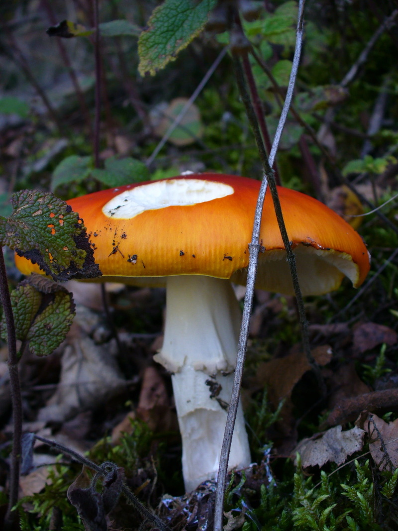 edible mushroom, fungus, land, mushroom, vegetable, point, plant, forest, growth, outdoors, beauty in nature, leaves, field, red, toadstool, food, fly agaric