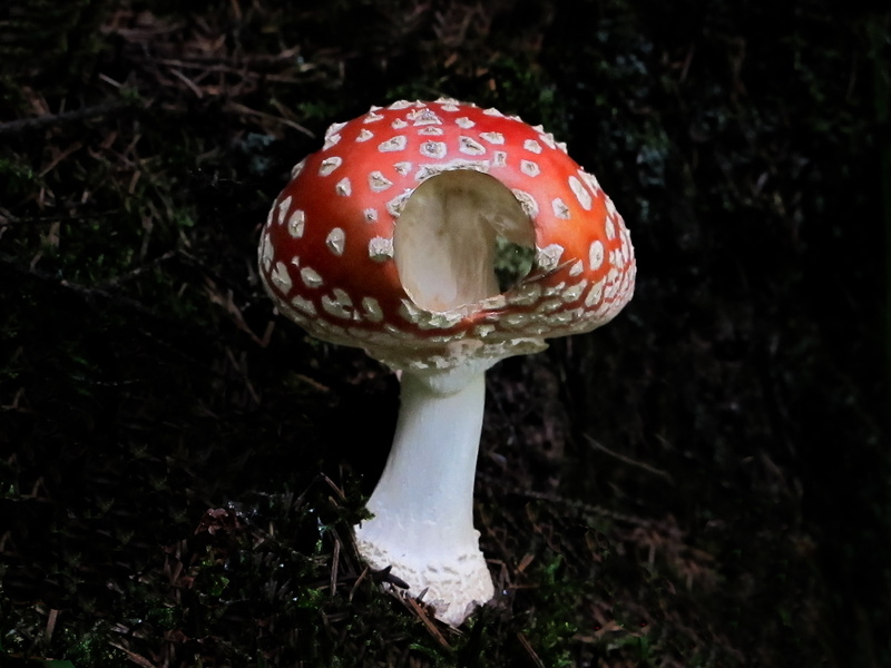 mood, fungus, toxic, white color, 2K, toadstool, autumn, food, nature, plant, red, poisonous, no people, day, datailaufnahme, close-up, mushroom, mushroom picking