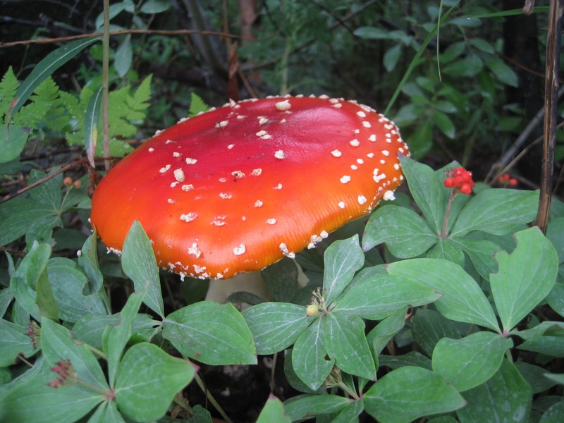 plant part, land, close-up, muscaria, food and drink, amanita, 1080P, red, plant, no people, food, growth, day, alaska, poisonous, freshness, toadstool