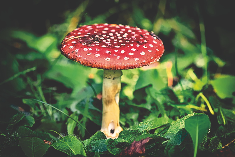 red, amanita muscaria, growth, signal red, beauty in nature, fungus, plant part, white, green, nature, matryoshka, flake, plant, food, green color, toxic