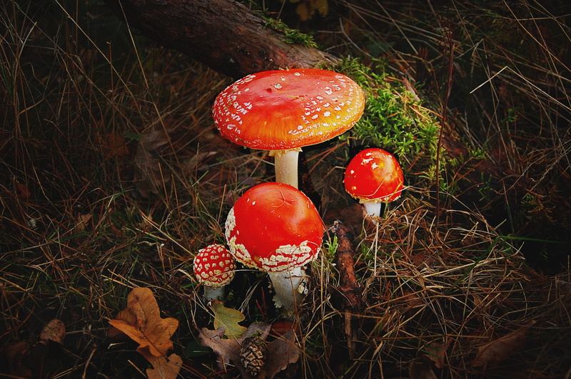 spotted, red, food, forest, vegetable, outdoors, hat, points, nature, land, no people, signal red, forest floor, mushroom, fly agaric mushroom, freshness