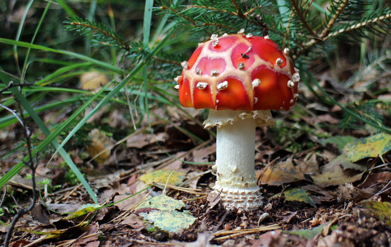 fly agaric, amanita Parcivolvata, forest mushroom, beside, no people, forest, cap, focus on foreground, plant, toxic, plants, lucky guy, leaf, mushroom