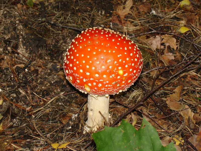 outdoors, forest, field, autumn, land, food and drink, plant, close-up, poisonous, high angle view, spotted, mushroom, nature, toadstool, fly Agaric Mushroom