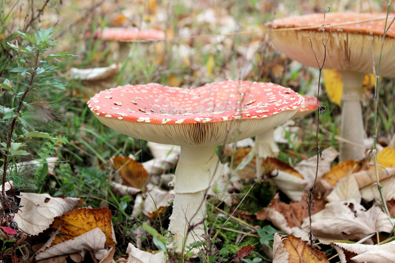 nature, toxic Substance, land, day, toadstool, mushroom, autumn, cap, beauty in nature, red, red with white dots, food, fungus, 5K, vegetable, poisonous
