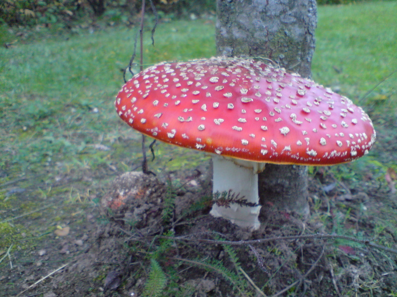 field, autumn, 2K, spotted, grass, fly agaric, day, forest, fly Agaric Mushroom, cap, plant, woodland, vegetable, moss, land, red fly agaric mushroom