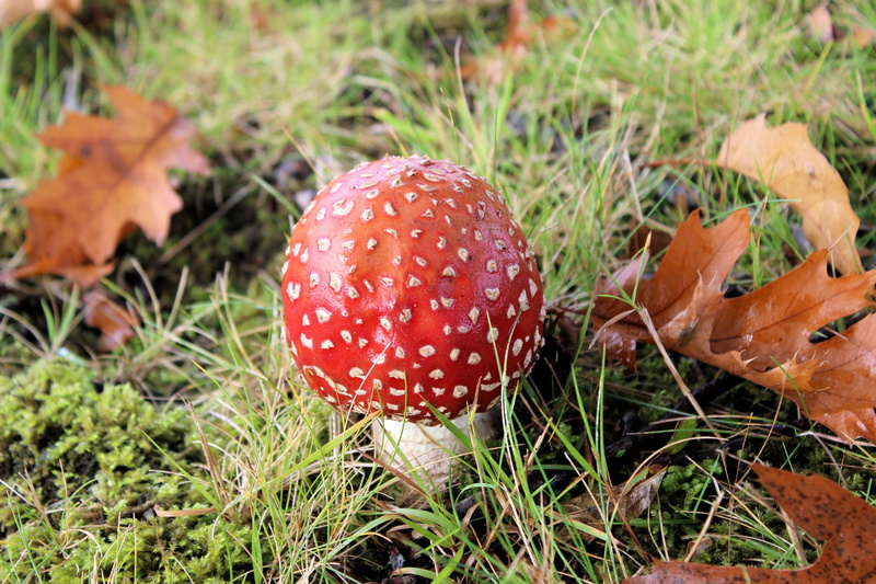 5K, beauty in nature, land, leaf, toadstool, fungus, growth, food, edible mushroom, fly Agaric Mushroom, day, autumn, mushroom, vegetable, forest, red