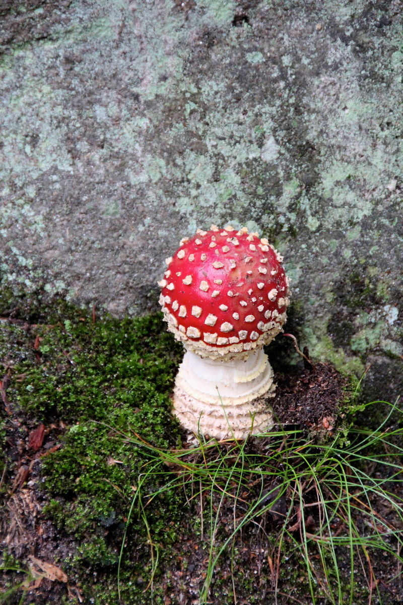 freshness, food, no people, toadstool, fungus, toxic Substance, mushroom, poisonous, mushrooms, moss, autumn, spotted, growth, amanita Parcivolvata, 5K