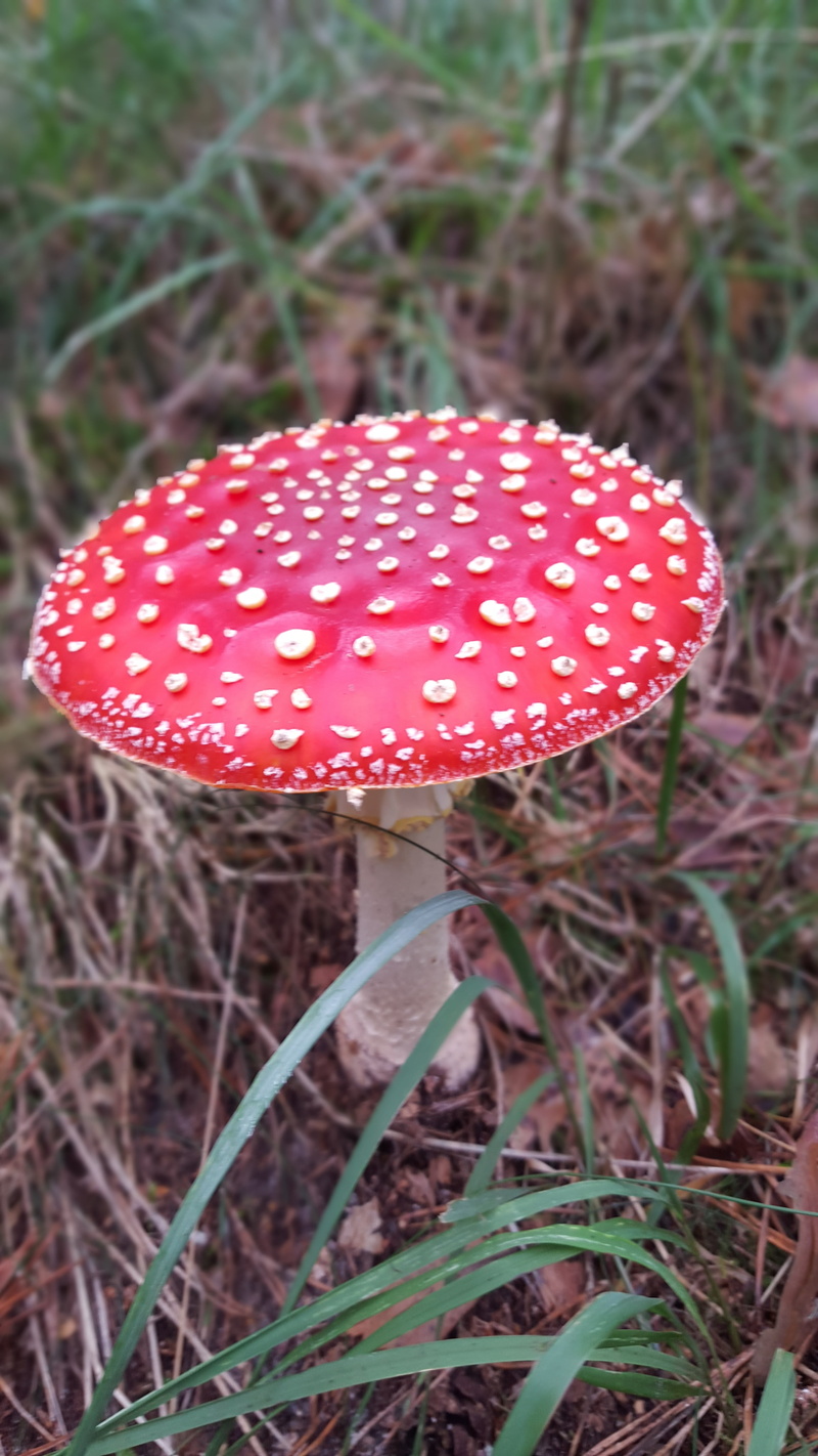 poisonous, no people, red fly agaric mushroom, plant, forest floor, day, grass, mushroom, autumn, freshness, fly Agaric Mushroom, toadstool, spotted, vegetable