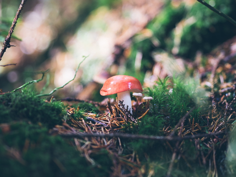 selective, moss, mushroom, cap, autumn, green, fly, poisonous, leaves, 5K, agaric, plant, fly Agaric Mushroom, forest, fungi, grass, uncultivated, woodland