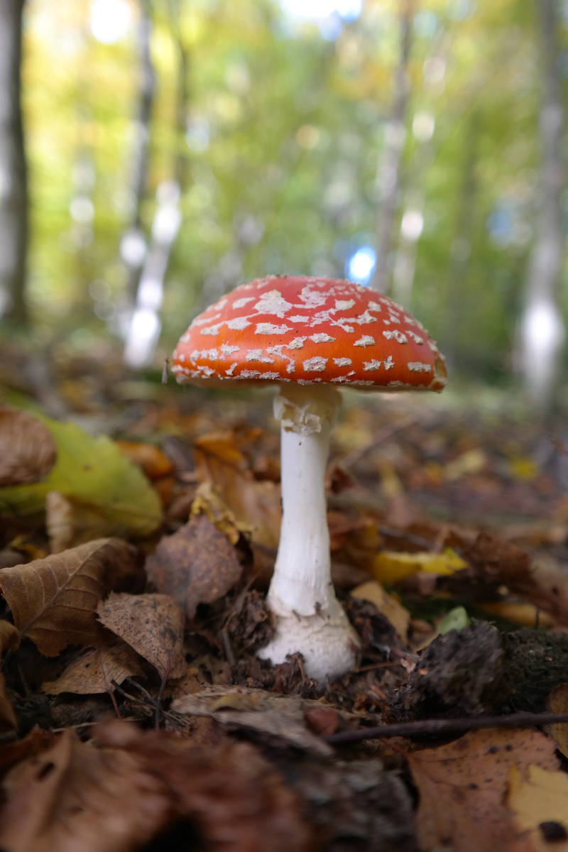 fly agaric mushroom, white, slightly toxic, white dots, symbol of good luck, toadstool, focus on foreground, luck, red fly agaric mushroom, shot, poisonous