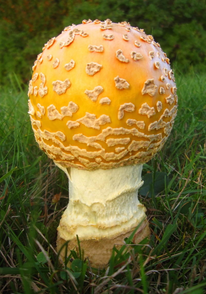 close-up, moss, poisonous, cap, fall, fly Agaric Mushroom, Amanita Flavoconia, growth, yellow mushroom, macro, 1080P, orange color, Mushroom, single object