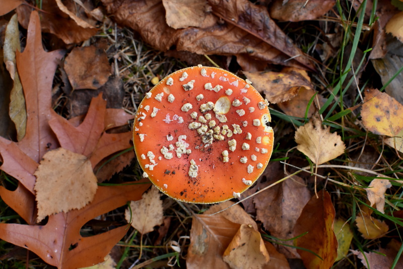 close-up, vegetable, outdoors, toadstool, amanita Parcivolvata, nature, autumn, mushroom, food, land, no people, plant, beauty in nature, leaves, food and drink