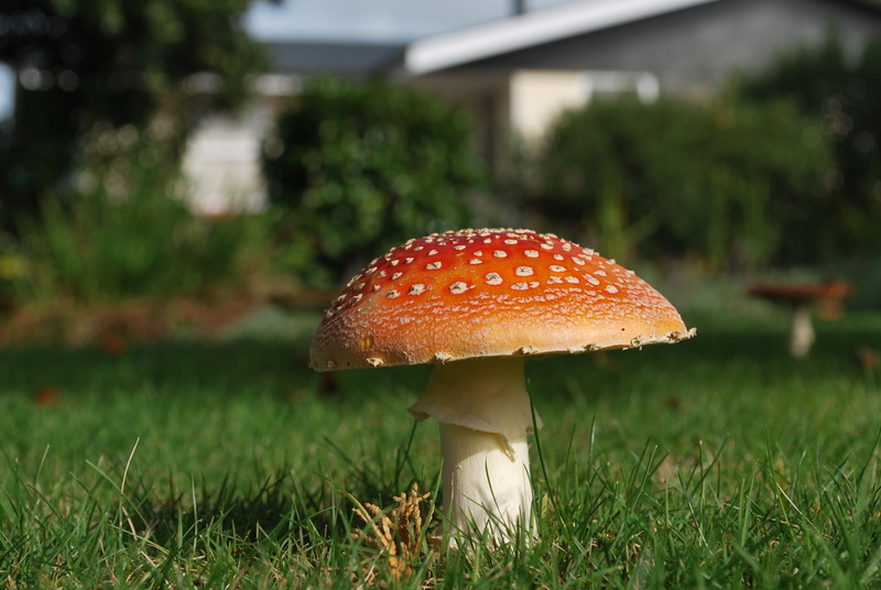toadstool, mushroom, fungus, day, green color, focus on foreground, food, nature, 1080P, colorful, growth, autumn, plant, field, poisonous, freshness