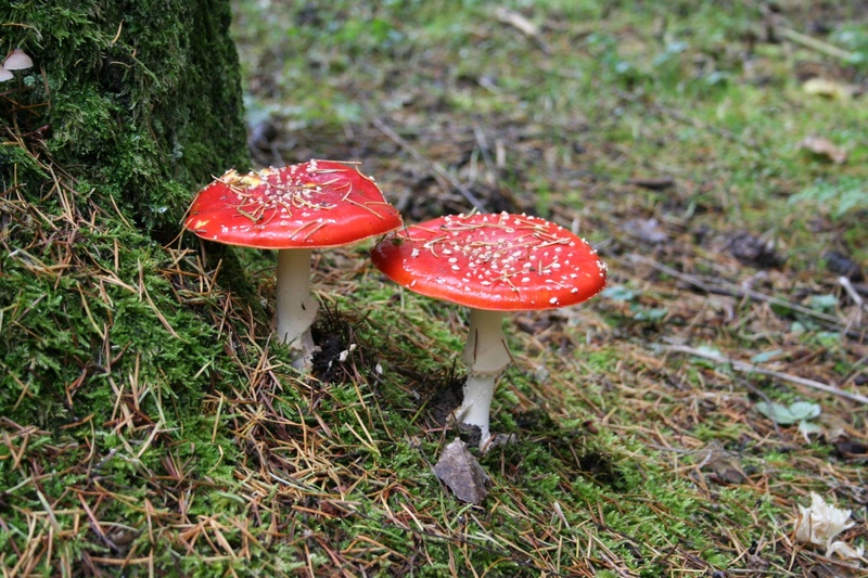 nature, cap, beauty in nature, no people, red fly agaric, fly Agaric Mushroom, high angle view, vegetable, season, plant, fungus, toadstool, food, edible mushroom