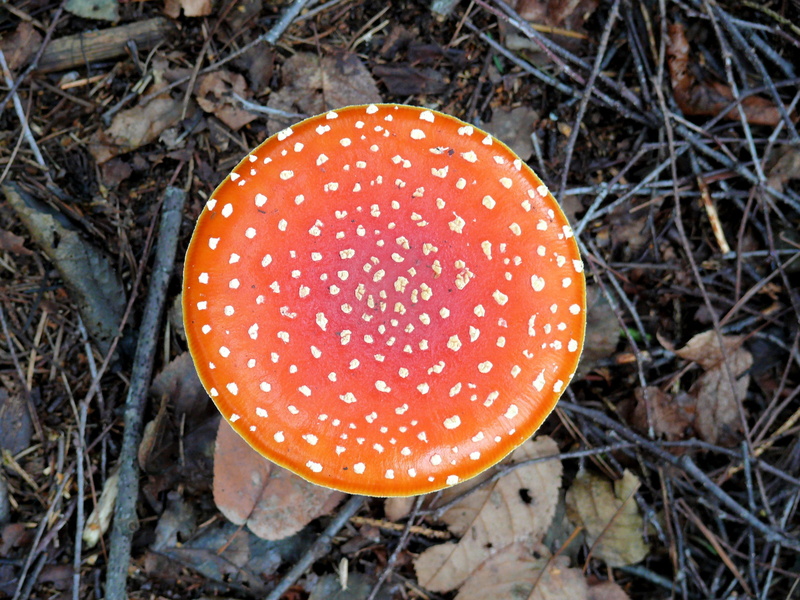 poisonous, field, toadstool, fungus, autumn, mushroom, red, food and drink, no people, vegetable, fly Agaric Mushroom, toxic Substance, food, red with white dots
