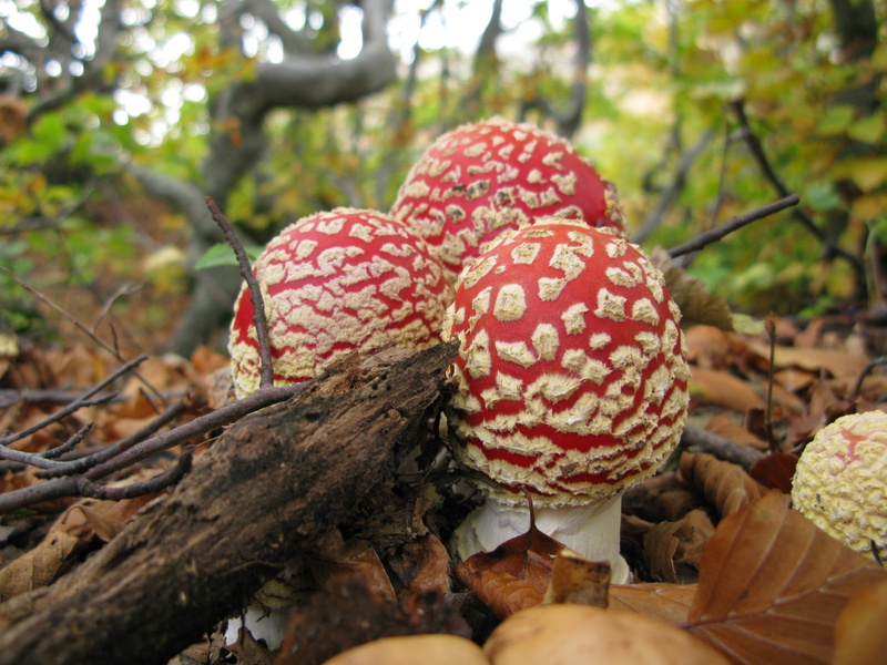 2K, toxic Substance, nature, toadstool, vegetable, outdoors, leaf, mushroom, fungus, fungi, fly Agaric Mushroom, forest, amanita muscaria, day, season