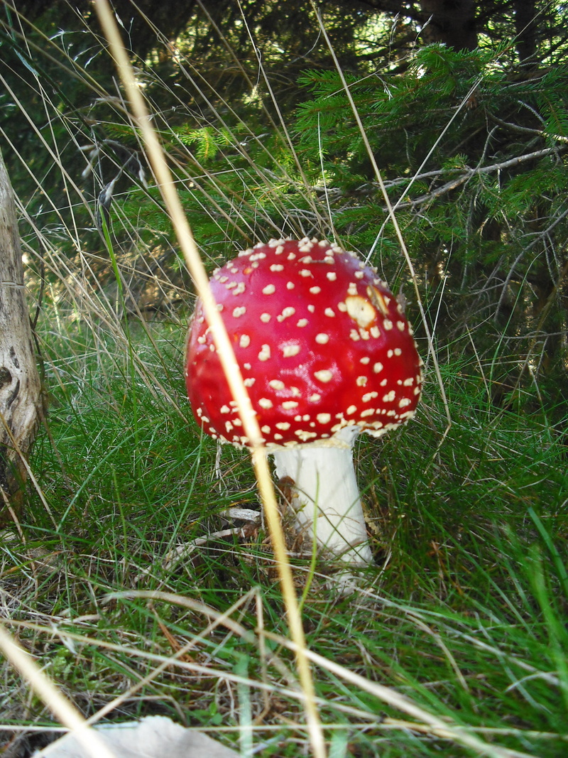 growth, outdoors, poisonous mushroom, beauty in nature, grass, no people, toxic Substance, amanita Parcivolvata, fungus, field, edible mushroom, mushroom