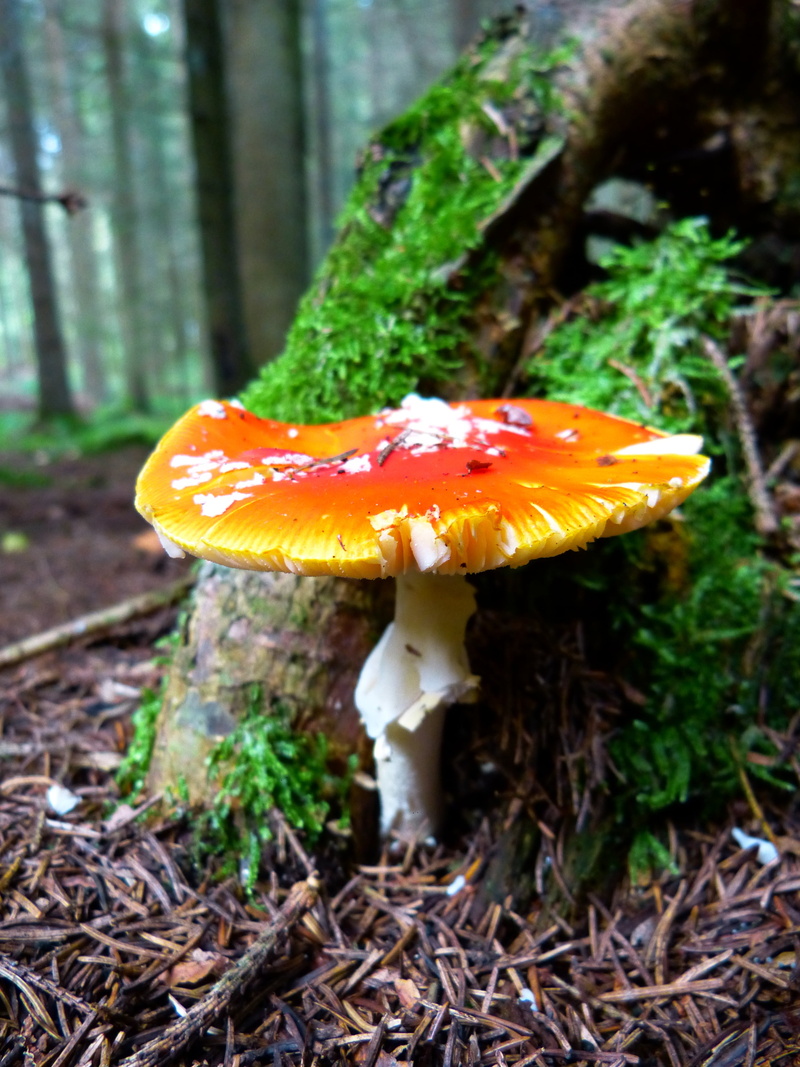 woodland, autumn, nature, flower, toadstool, beauty in nature, no people, edible mushroom, field, toxic Substance, plant, amanita Parcivolvata, tree, mushroom