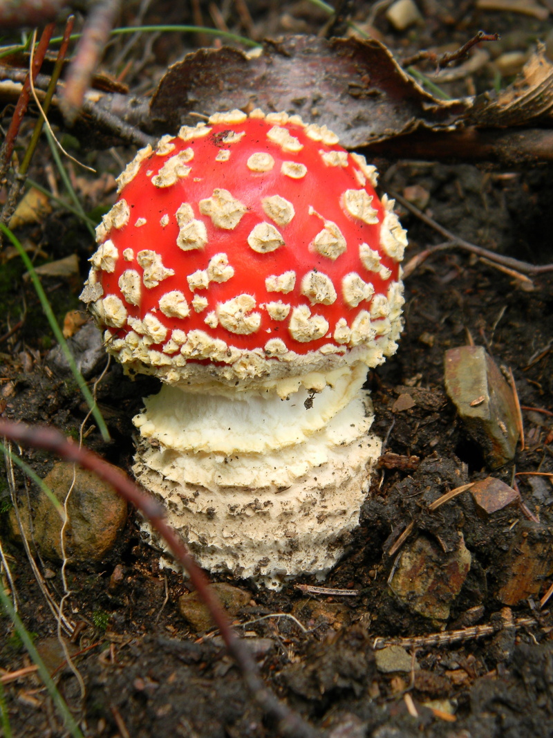 close-up, day, food and drink, amanita Parcivolvata, land, fungus, 4K, mushrooms, fly Agaric Mushroom, poisonous, vegetable, food, fly agaric red, field
