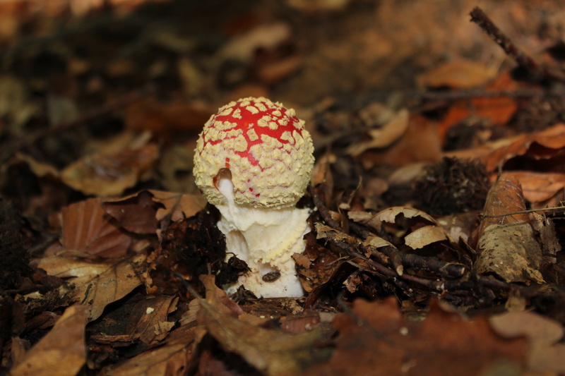 mushroom, food, toxic Substance, amanita Parcivolvata, fly Agaric Mushroom, mushrooms, leaves, no people, fly agaric, red, food and drink, growth, forest