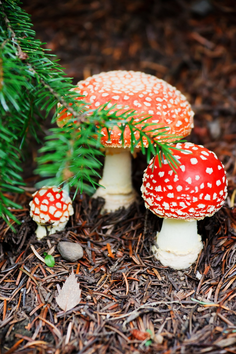 vegetable, field, danger, season, food and drink, day, fungi, poisonous, fly, food, amanita Parcivolvata, toadstool, fall, poison, no people, plant, fungus