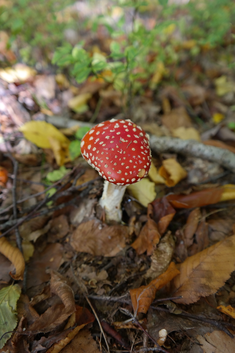 nature, amanita muscaria, growth, leaf, slightly toxic, beauty in nature, red, muscaria, fly agaric, plant part, spotted, field, toadstool, change, close-up