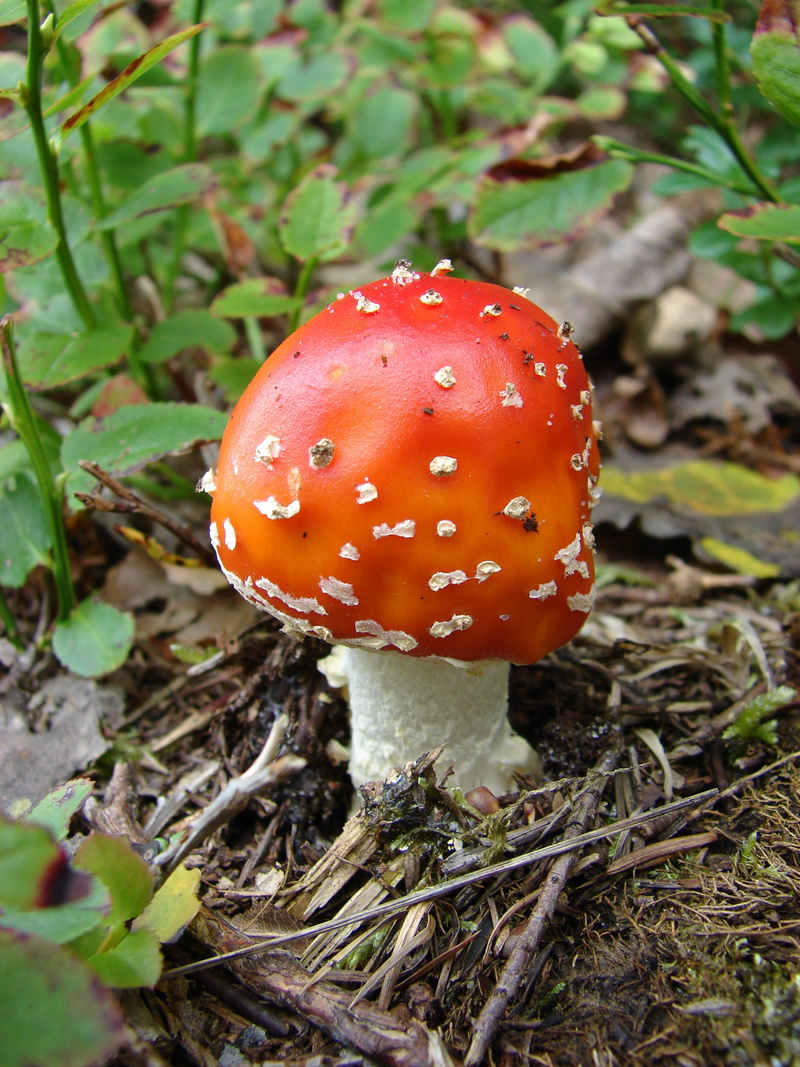season, moss, beauty in nature, cap, Forest, outdoors, growth, forest mushroom, 2K, amanita Parcivolvata, red, vegetable, leaf, close-up, focus on foreground