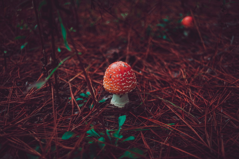 5K, grass, autumn, amanita, mushroom