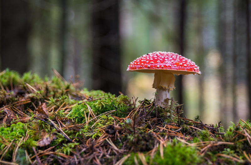 vegetable, growth, land, fungus, 4K, no people, plant, moss, mushroom, tree, red, selective focus, outdoors, white, grass, poisonous, food, autumn, coniferous tree
