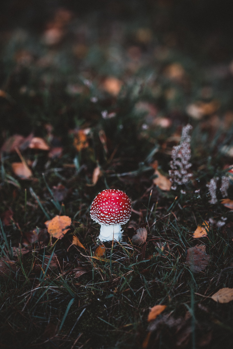 toadstool, forest, 8K, mushroom, grass, amanita, autumn