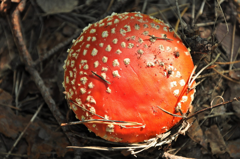 toadstool, land, red, focus on foreground, fungus, vegetable, nature, the collection of, Mushroom, tasteless, poisoning, 4K, food and drink, Amanita, Poisonous