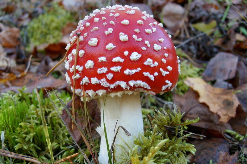growth, mushroom, edible mushroom, fungus, toadstool, beauty in nature, land, fly agaric mushroom, nature, food, plant, vegetable, poisonous, vulnerability