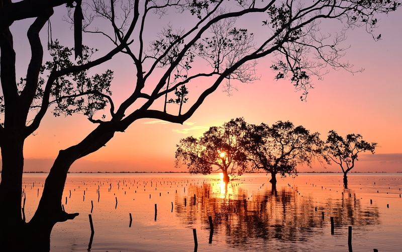 trees, Philippines, 1080P, mangroves, Bay, Mindanao, sunset