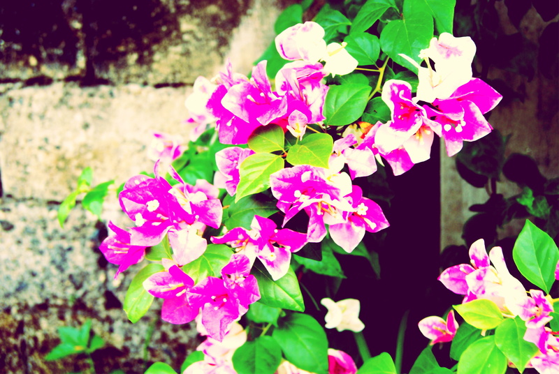 petal, bunch of flowers, vulnerability, inflorescence, beauty in nature, purple, plant, outdoors, mindanao, fragility, philippines, plants, asia, southeastasia