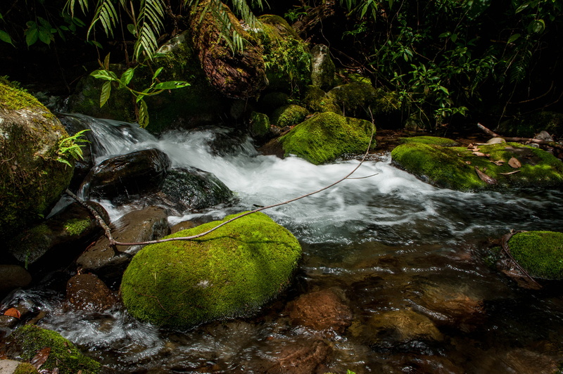jpg, forest, plants, rock - Object, mindanao, 4K, river, philippines, leaf, body of water, moss, green Color, wet, green leaf, bukidnon, nature, freshness