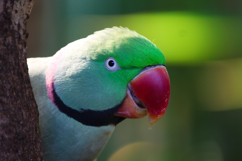 animal mouth, animal, 4K, parrot, feather, one animal, multi colored, animal wildlife, day, ziervogel, psittacula krameri, eye, vertebrate, animal eye
