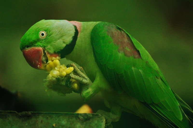 5K, sea, animals in the wild, water, parrot, focus on foreground, one animal, close-up, eating, animal wildlife, animals in captivity, animal body part